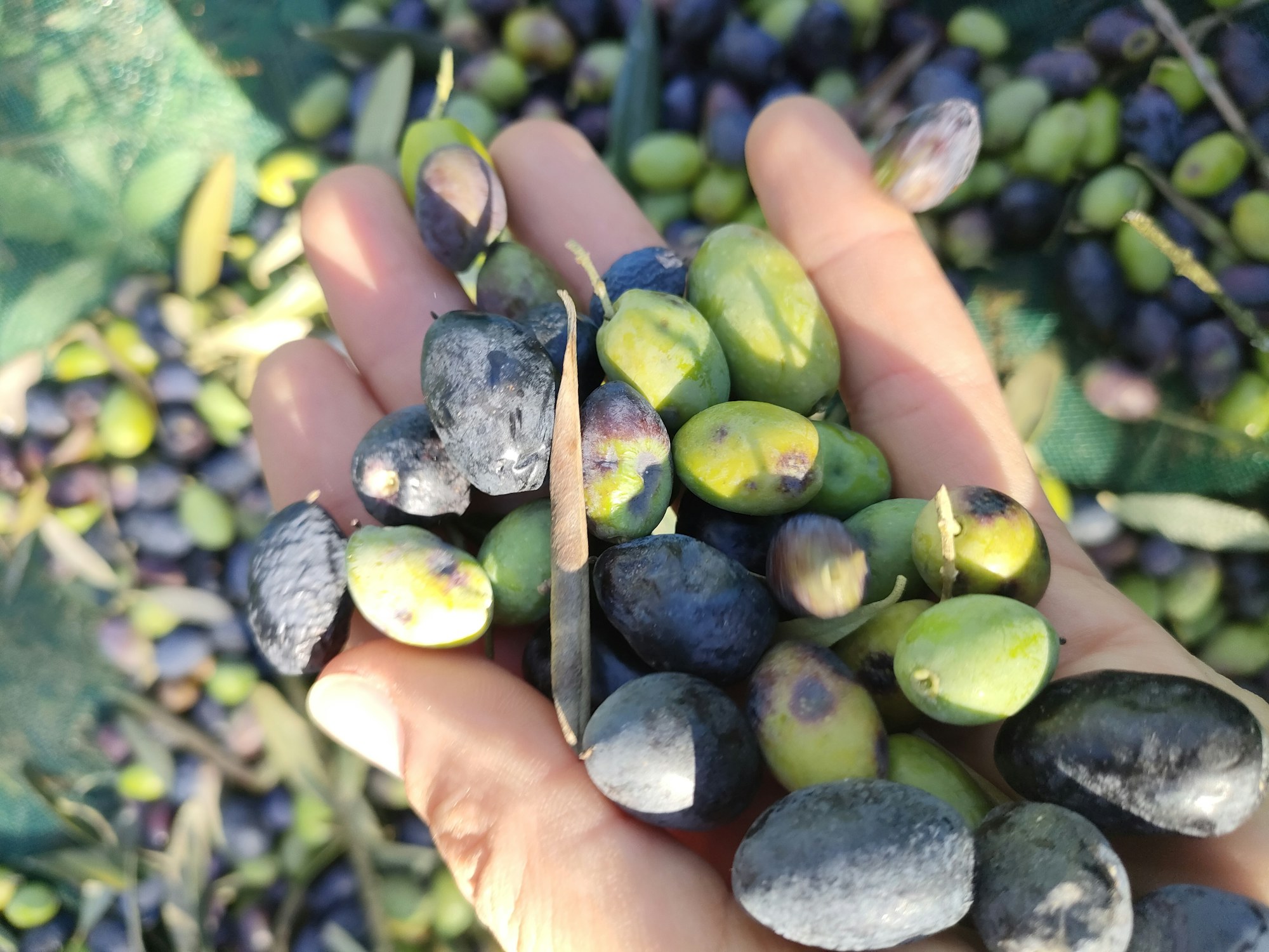 Una mano piena di olive verdi e nere