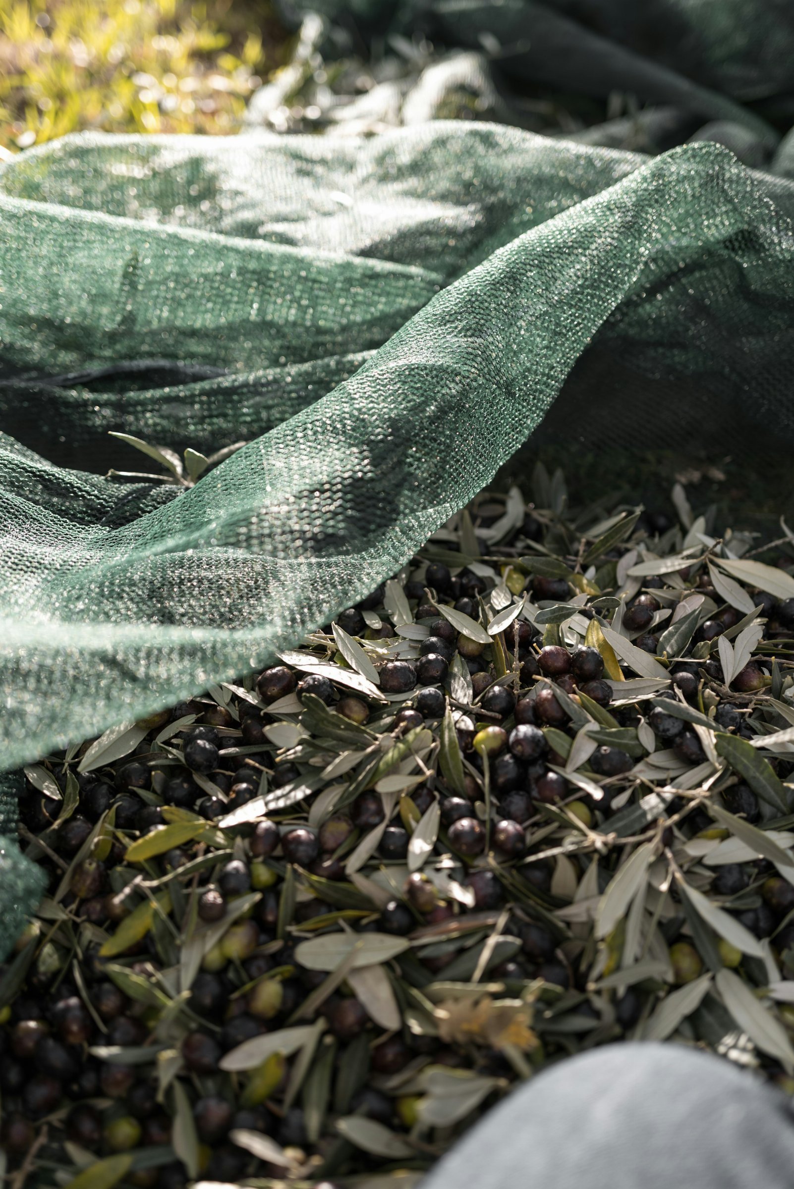 Olive e foglie raccolte nella rete, a Castelmuzio (Siena)