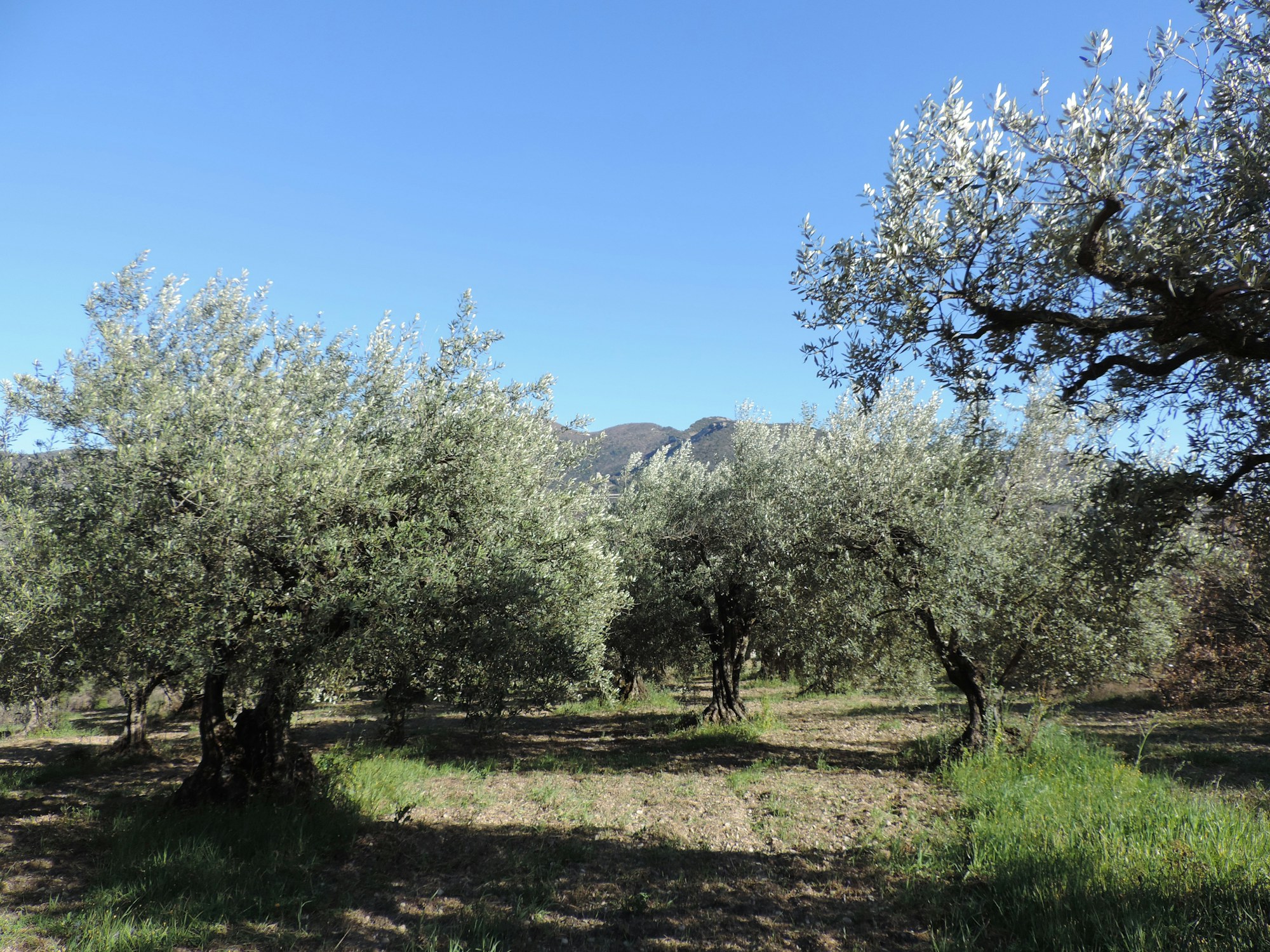 Uliveto a Nyons, in Provenza, con le montagne sullo sfondo